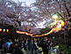 Hanami Cherry Blossom at Ueno Park in Tokyo late evening