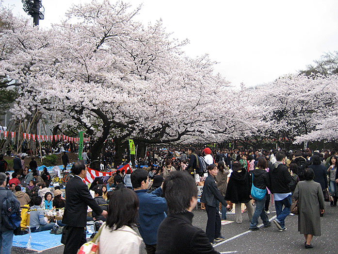 Hanami Cherry Blossom at Ueno Park in Tokyo