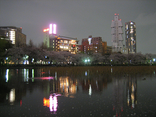 Cherry Blossom at Shinobazu Pond within Ueno Park in Tokyo