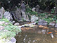 Koi in Sacred Pond Garden, Yasukuni Shrine in Tokyo
