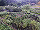 Flower Field Yoyogi Park in Tokyo