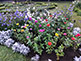 Flower Field Yoyogi Park in Tokyo