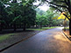 Night Walk through Yoyogi Park in Tokyo