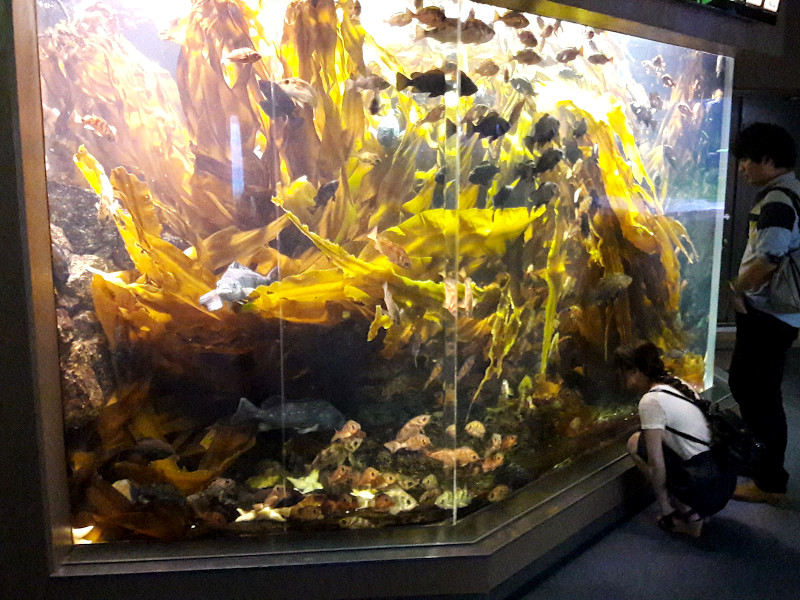 Aquarium in Aqua Museum of Show Hakkeijima Sea Paradise in Yokohama