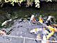 Koi Pond within Hakkeijima Sea Paradise in Yokohama