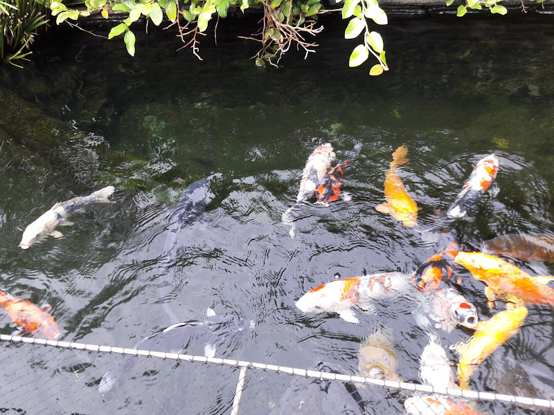 Koi Pond Hakkeijima Sea Paradise in Yokohama