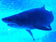 Shark in Hakkeijima Sea Paradise in Yokohama