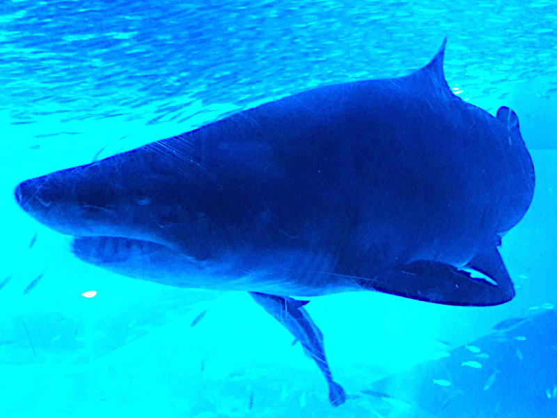 Shark Hakkeijima Sea Paradise in Yokohama