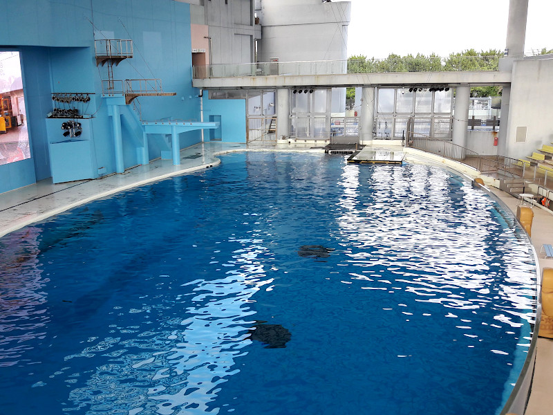 Dolphin Show Hakkeijima Sea Paradise in Yokohama