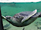 Sea Turtle in Hakkeijima Sea Paradise in Yokohama