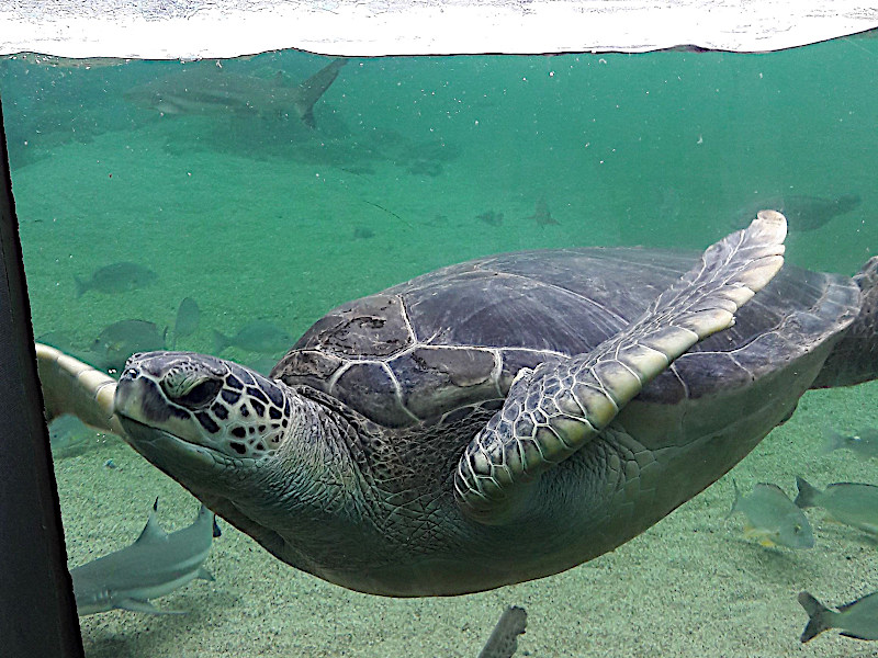 Turtle Hakkeijima Sea Paradise in Yokohama