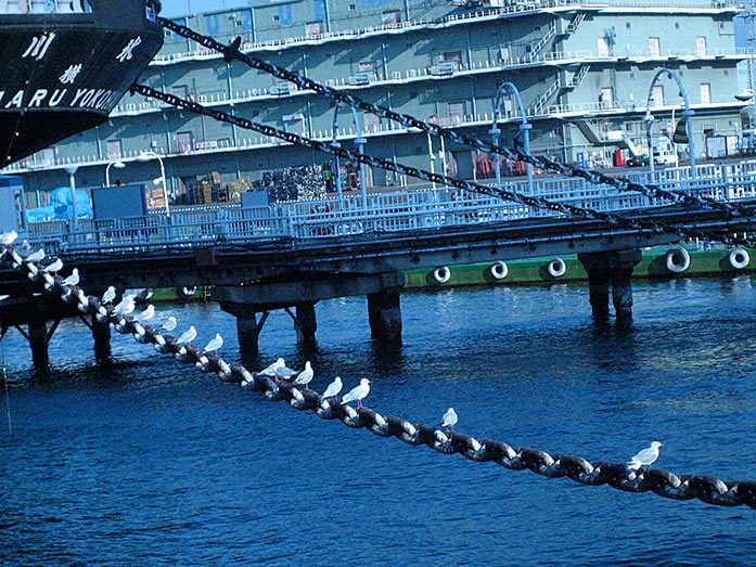 Seagulls relaxing near the Hikawa Maru Ship in Yokohama Port