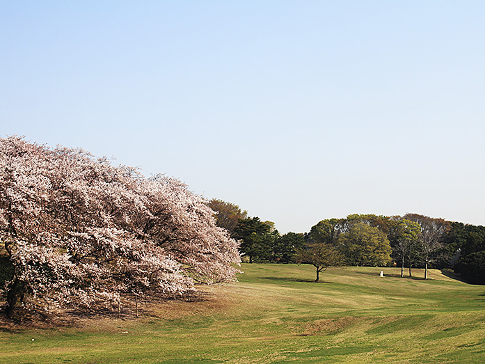 Negishi Shinrin Park