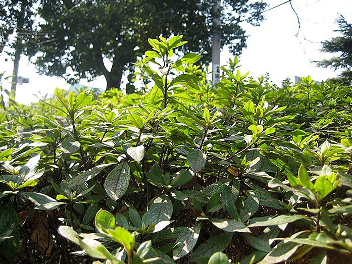 Greenery in Yamate in Yokohama